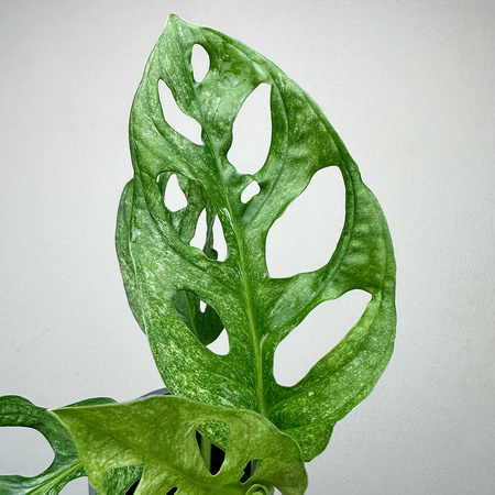 Monstera adansonii Mint P12
