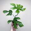 Monstera Minima Rhaphidophora tetrasperma P9