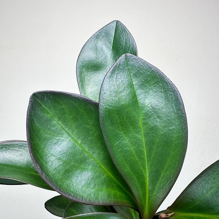 Peperomia clusiifolia Red Margin P9