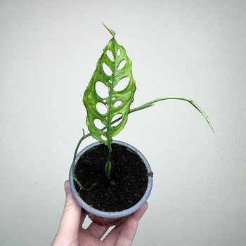 Monstera obliqua Peru P9