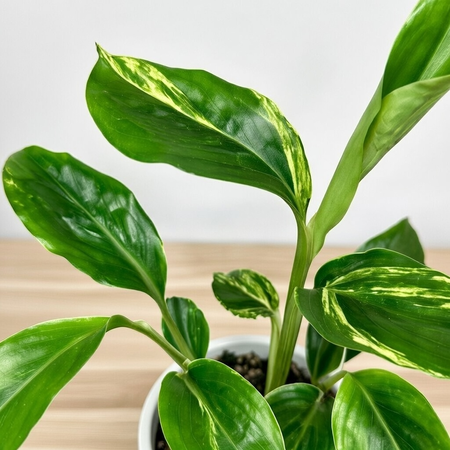 Alpinia zerumbet Variegata