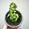 Hoya carnosa compacta Mauna Loa Hoja P9