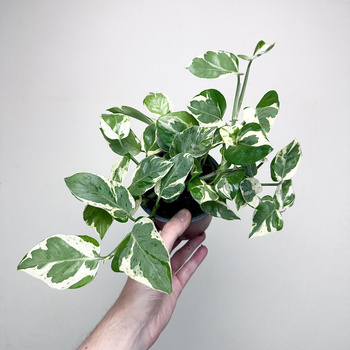 Epipremnum Pearls and Jade | White Panther P12