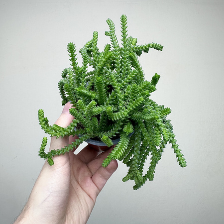Crassula Sally Sawtooth P9