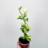 Citrus Variegata Kalamondyna Cytrus P9