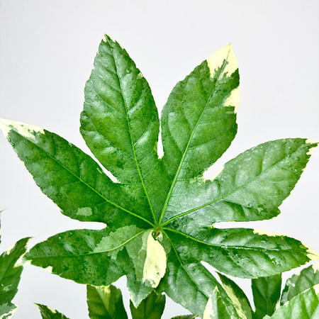 Fatsia Japonica Variegata Facja Japońska P9