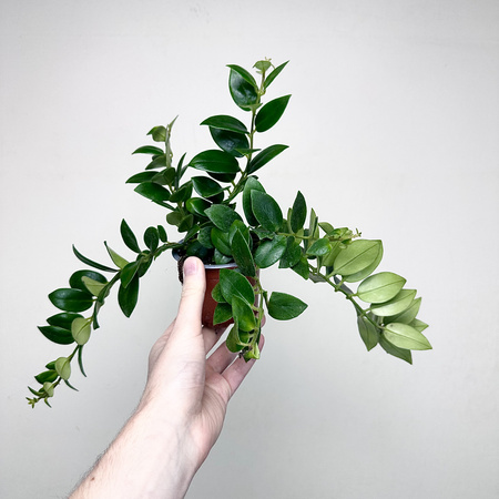 Aeschynanthus Mona Lisa Eszynanthus P9