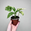 Epipremnum aureum Marble Queen P9