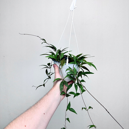 Hoya Parviflora Splash Hoja P15 wisząca