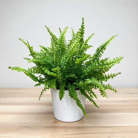 Paproć Green Lady Nephrolepis exaltata P9