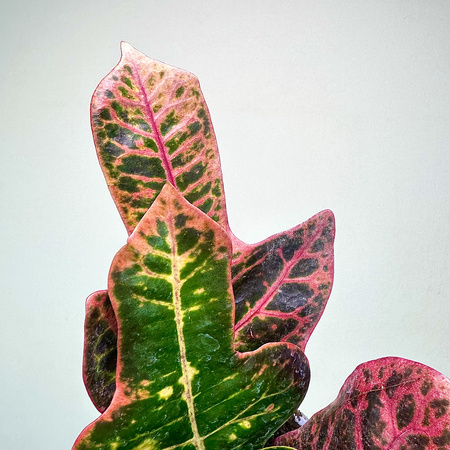 Kroton Excellent Codiaeum P11