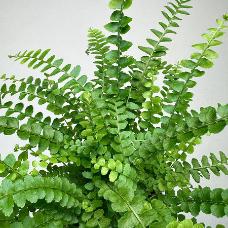 Paproć Duffy Nephrolepis P9