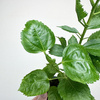 Hibiskus Hibiscus Czerwony P9