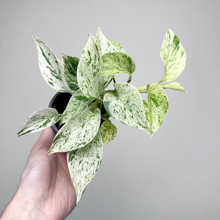 Epipremnum aureum Snow Queen P9