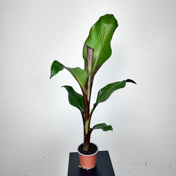 Bananowiec Ensete Maurelli P12