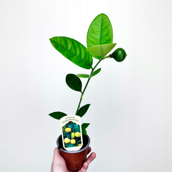 Cytryna Skierniewicka Cytrus z owocem P9