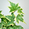 Hedera helix Yellow Ripple bluszcz P9