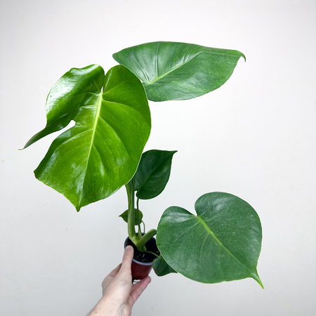 Monstera deliciosa Tauerii Dziurawa P9
