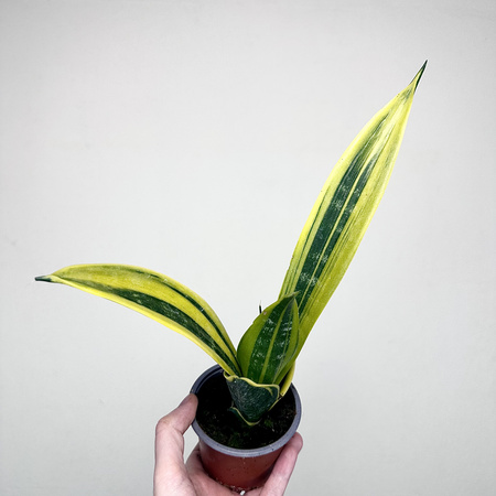 Sansevieria trifasciata Golden Flame Sansewieria P9