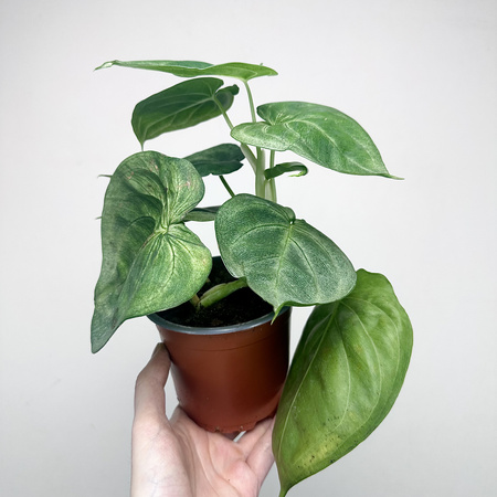 Syngonium Ice Frost Zroślicha P12