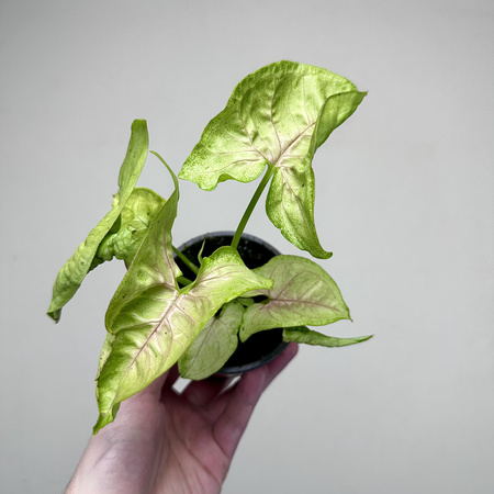 Syngonium Mango Allusion Zroślicha P9