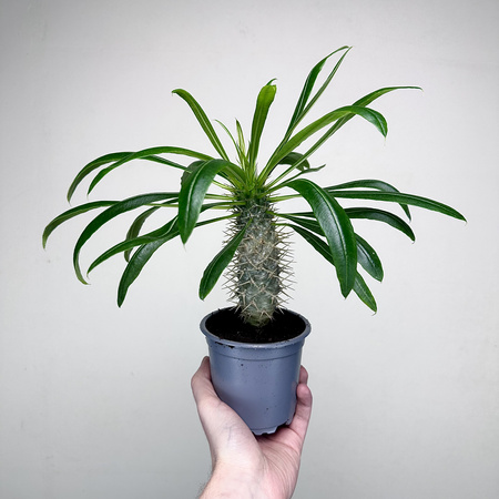 Pachypodium lamerei palma Madagaskaru P11