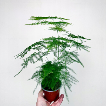 Asparagus Plumosus Nanus Szparag Pierzasty P9