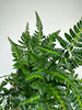 Rumohra Variegata Paproć P12