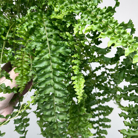 Paproć Królewska Nephrolepis P12