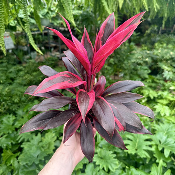 Kordylina Mambo Cordyline