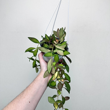 Hoya Burtoniae Variegata Hoja P15 wisząca