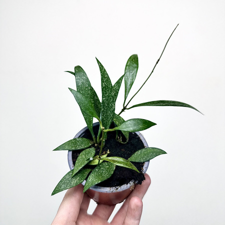 Hoya Parviflora Splash Hoja P9
