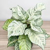 Aphelandra squarrosa White Wash Afelandra P12