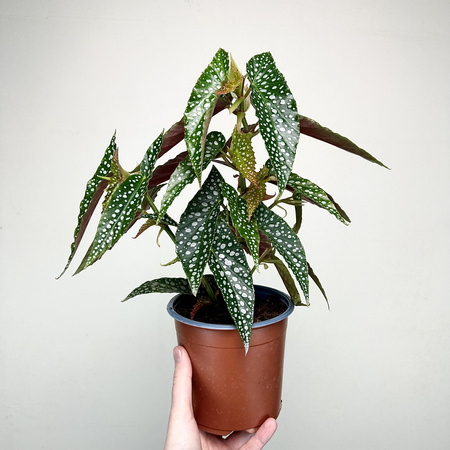 Begonia Double Dot P14