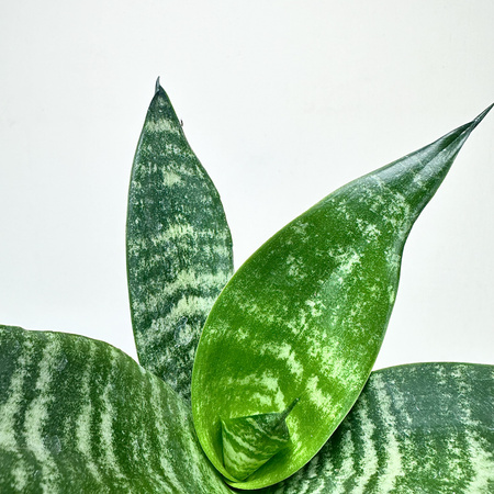 Sansewieria gwinejska Black Coral Sansevieria trifasciata