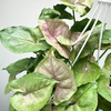 Syngonium Roxana Zroślicha P17 wisząca