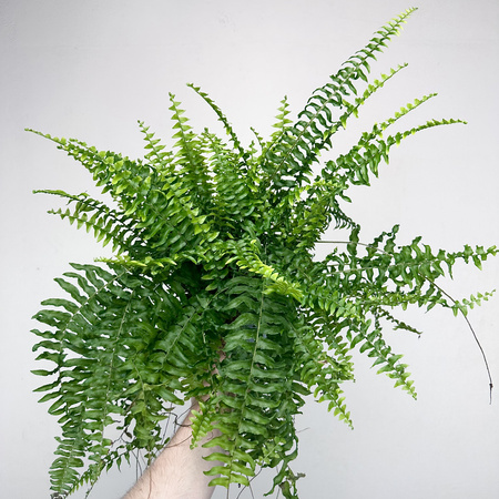 Paproć Boston Nephrolepis P12