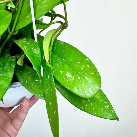 Hoya pubicalyx Silver Pink Hoja P15 wisząca
