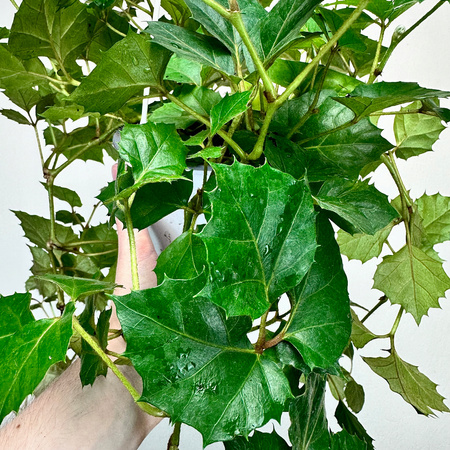 Cissus rombolistny P17 wisząca