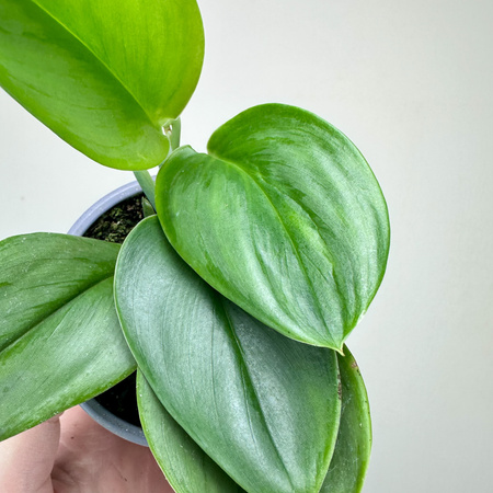 Scindapsus Treubii Moonlight P9