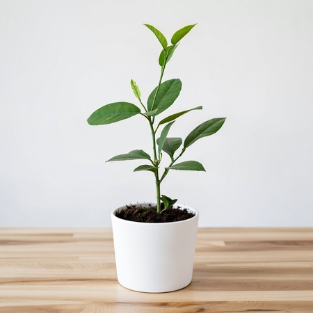 Cytryna Skierniewicka Cytrus