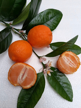 Mandarynka drzewko cytrusowe P9