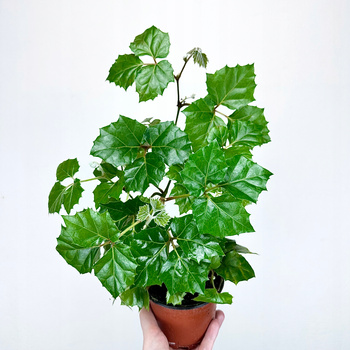 Cissus Rombolistny P12