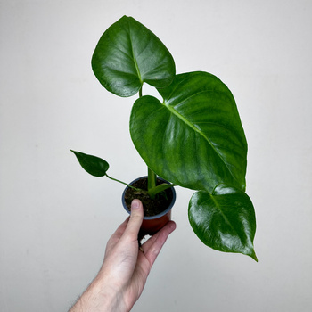 Monstera deliciosa Tauerii Dziurawa P9