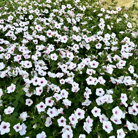 Supertunia Vista Silverberry