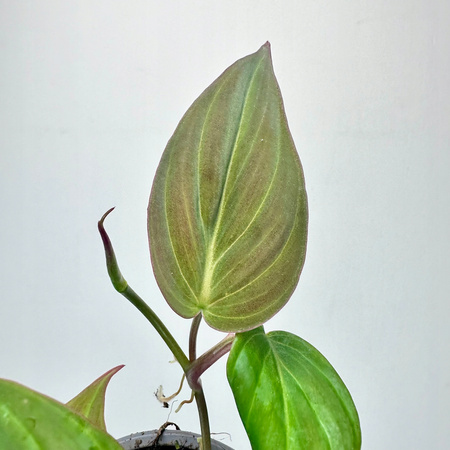 Philodendron Scandens Micans Filodendron P9