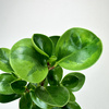 Peperomia obtusifolia Lemon Lime Peperomia tępolistna