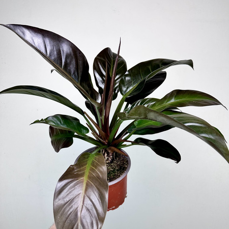 Philodendron Imperial Red Filodendron