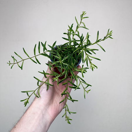 Aeschynanthus Green Star Eszynanthus P9