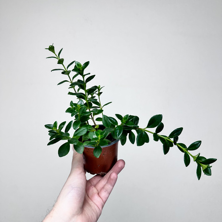 Hypocyrta Nagarbia Nematantus Całusek P9